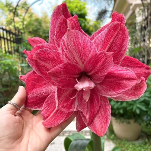 bulbi Amaryllis - Hippeastrum rutilum tagli di interni esotici di bonsai giardino perenni resistenti giardino resistenti primavera 5pcs