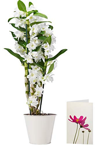 White Dendrobium Orchid Plant Delivered | Free UK Delivery | Pot Included | FREE Personalised Card & Message | Our Orchids are the Perfect Indoor House Plants | An Ideal Fresh Flower Gift for the Home