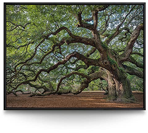 BilderKing Wandbild Baum Alte Eiche - 100cm x 75cm Leinwand auf 2cm Keilrahmen mit Schattenfugenrahmen schwarz