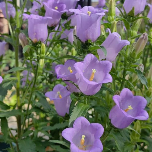 Semi di campanula-Campanula media,da giardino,facile da piantare semi di perenni resistenti resistenti in vaso,500pcs