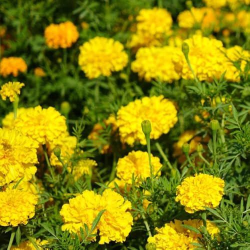 semi di tagetes, tagete di balcone, decorativi di calendula da giardino, appartamento di perenni resistenti 1000pcs
