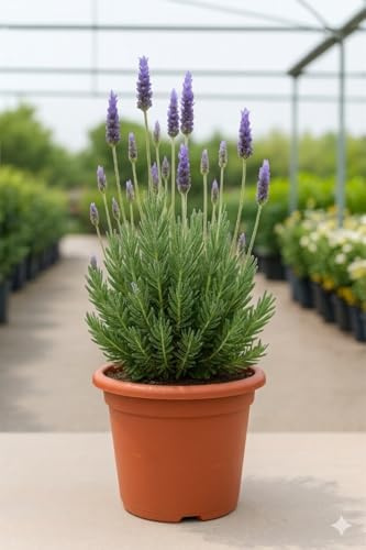 Lavanda Dentata (Lavandula dentata) 2,5L – Planta Aromática Mediterránea para Jardín y Maceta