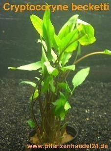 Mühlan Wasserpflanzen 1 pot Cryptocoryne becketi, plantes aquatiques