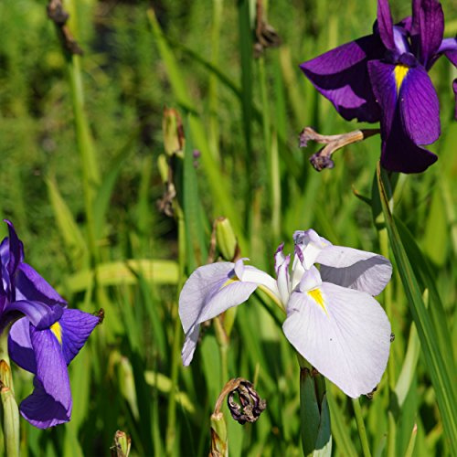 Blumixx Stauden Iris ensata (kaempferi) - Japan-Schwertlilie rosa/violett/weiß