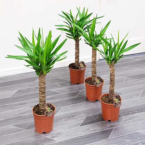 4 Large Yucca Evergreen Floor Plant Elephantipes Houseplant - Decorative Live Indoor Potted Tree