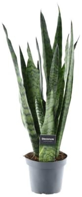 Sansevieria Zeylanica - 45-55cm - Ø14cm - Pianta d'appartamento - Sempreverde - Cactus e piante grasse
