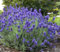 Semillas de flores de lavandula 90 piezas Lavanda
