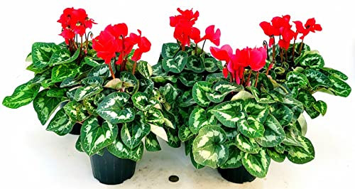 POWERS TO FLOWERS - CICLAMINO A FIORE GRANDE ROSSO, CICLAMINO DA BALCONE, 5 PIANTE, VASO 14CM Diametro, piante vere