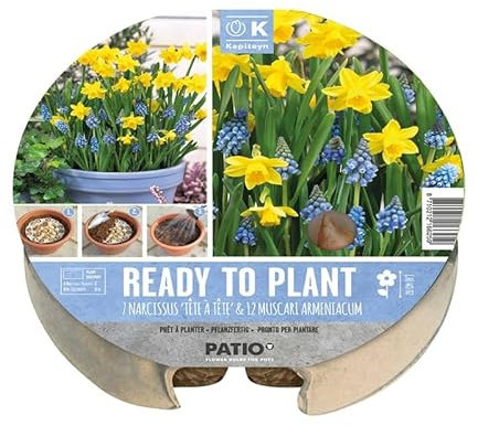 Ready to Plant 19 Flower Bulbs in Round Biodegardable Tray
