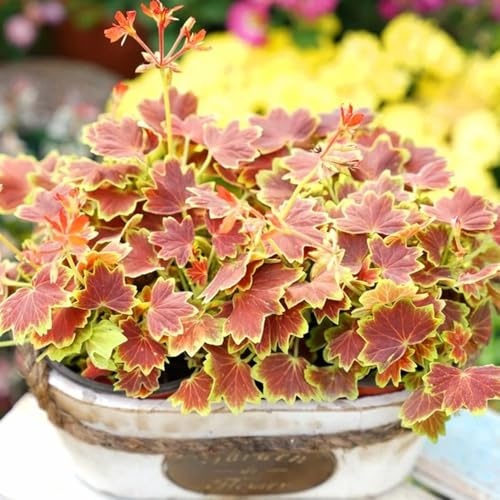 semi di geranio resistenti, pelargonium rare, selvatici to tappezzante perenne resistente da giardino roccioso 550pcs