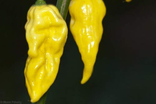 Caléndula officinalis Marigold francés Sparky Mix - 400 Semillas