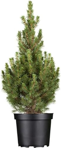 Picea glauca 'Conica' 3L 40–50 cm – Winterhart, Immergrün, Pflegeleicht – Zuckerhutfichte – Kübelpflanze für Terrasse & Eingang