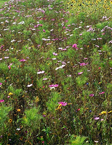 Meadow Autumn Green Grass Flowers Plant Nature-20 Inch by 30 Inch Laminated Poster with Bright Colors and Vivid Imagery-Fits Perfectly in Many Attractive Frames