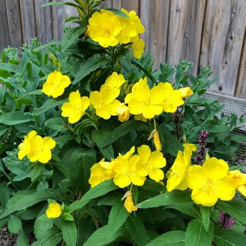 semi di enotera copertura del terreno, perenne di enotera resistenti all'esterno, primaverili rampicanti resistenti, biologici 35pcs