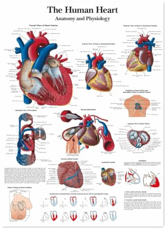 1st The Human Heart Affischtryck Väggdiagram Anatomi Bildkonst Canvas Scroll Målning Sjukhus Kliniker Heminredning Väggmålning(Painting Core,40X60 CM)
