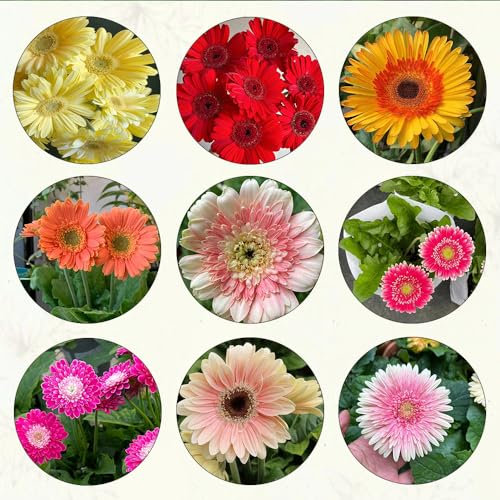 350 pcs gerbera samen bonsai topf hochbeet für balkon gartenblumen mehrjährig winterhart bonsai samen pflanze winterharte stauden frühlingsblumen winterharte pflanzen für garten garten