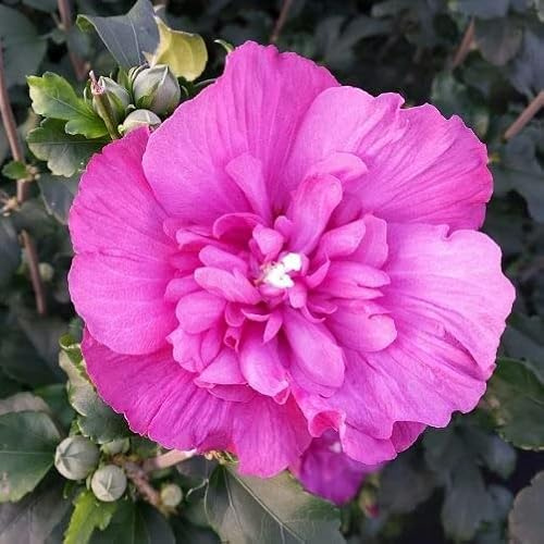Vivai le Georgiche - Pianta vera di Hibiscus syriacus Magenta Chiffon Hibiscus syriacus 'Rwoods5' Ibisco, Rosa di Sharon - vaso 6 Litri - Quadrato