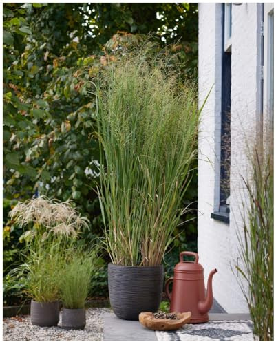 Stauden Gänge 5 x Panicum virgatum 'Blue Fountain' Blaue Rutenhirse | Blaues Ziergras für Sonne, Blüte August bis Oktober, mehrjährig, 1 L Topf (11x11 cm)