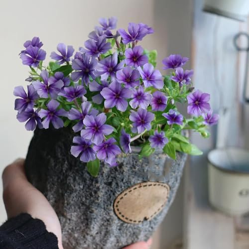 semillas Phlox de alfombra - flox subulata decoración decorativa decoración jardín de decoraciones jardín rocas 420pcs