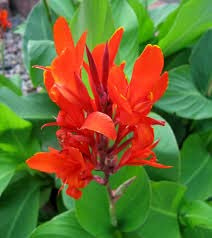 POWERS TO FLOWERS - CANNA INDICA ROSSA, 3 PIANTE, VASO 14CM DIAMETRO, piante vere