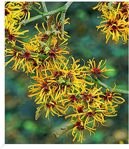 BALDUR Garten Zaubernuss, 1 Pflanze, Hamamelis mollis Pallida Winterblüher winterhart, mehrjährig, pflegeleicht, blühend, duftend, Zierstrauch, Winterblüher