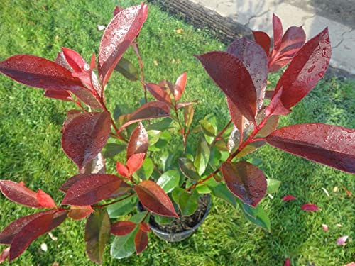 Photinia fraseri Red Robin - Glanzmispel Red Robin