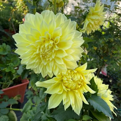 tuberi di dalia resistenti - esterni perenni balcone esotiche giardino roccioso 2pcs