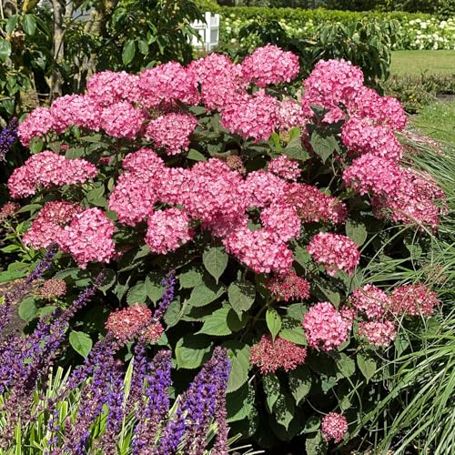 Garten-Schlüter® Ballhortensie Proven Winners® ‚Ruby Annabelle®‘ - im 5 Liter Topf- 40 – 60 cm - Hydrangea arborescens - außergewöhnliche Ballblüten in kräftigem Rubinrosa - pflegeleicht