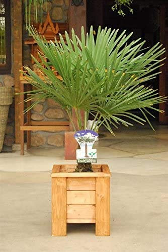 Chinesische Hanfpalme Trachycarpus fortunei – Ca. 50 cm, Robuste Zimmer- & Gartenpflanze für Mediterrane Atmosphäre, Frostresistent & Pflegeleicht