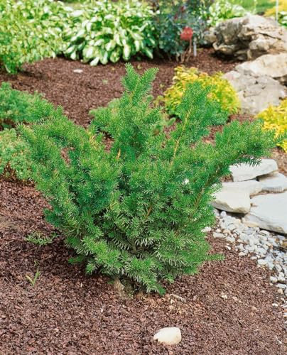 Taxus media 'Farmen' 25–30 cm – Winterhart, Immergrün, Pflegeleicht – Hybrid-Eibe – Heckenpflanze für Garten & Sichtschutz
