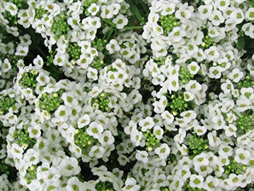 Tapis de graines de fleurs de neige d'alyssum blanc doux