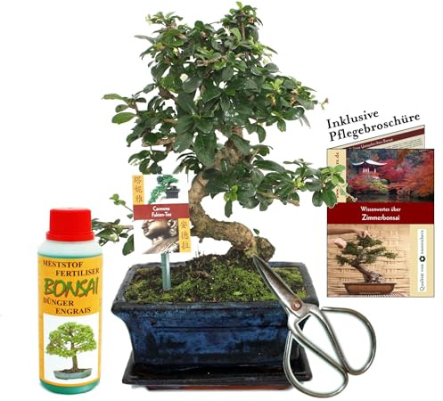 Geschenkset Bonsai Carmona Fukientee ca. 8 Jahre alt Anfänger-Set