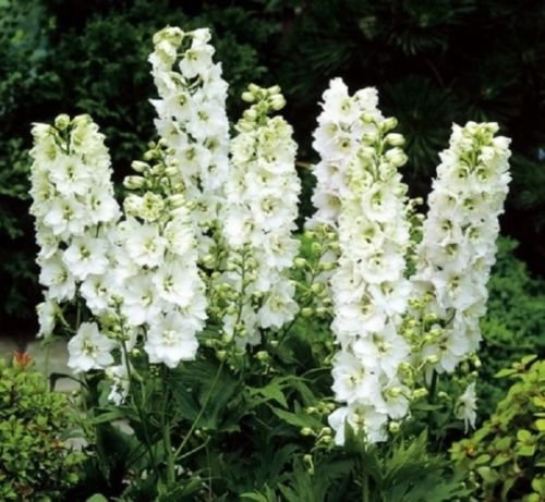 50 semi - bianco Re DelphiniumDelphinium Consolida