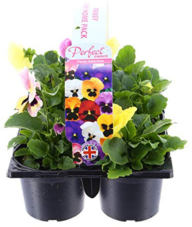 Pansy Mixed Selection Carry Home Pack - Set of 2-12 x 10.5cm Pots (Live Plants)