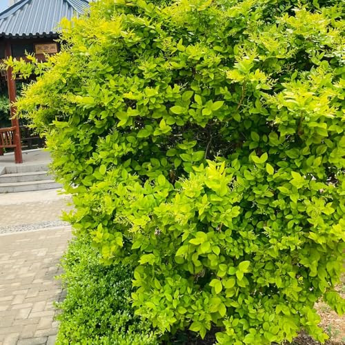 semi di ligustro - giardino roccioso resistenti perenni tappezzante 300pcs