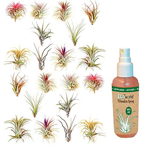 vdvelde.com - Ecoworld Luftpflanzen Echt 20 Stück + Tillandsia Spray für kräftige und intensiver gefärbte Pflanze - 2x10 Verschiedene Arten, pflegeleicht, benötigen wenig Wasser - Tillandsien Pflanzen