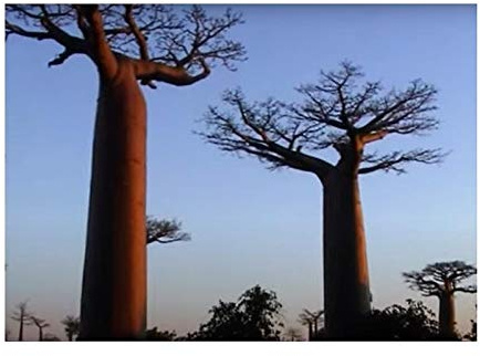 Stk - 3x Adansonia grandidieri Affenbrot Baum Garten Pflanzen - Samen B517 - Seeds & Plants Shop by Ipsa