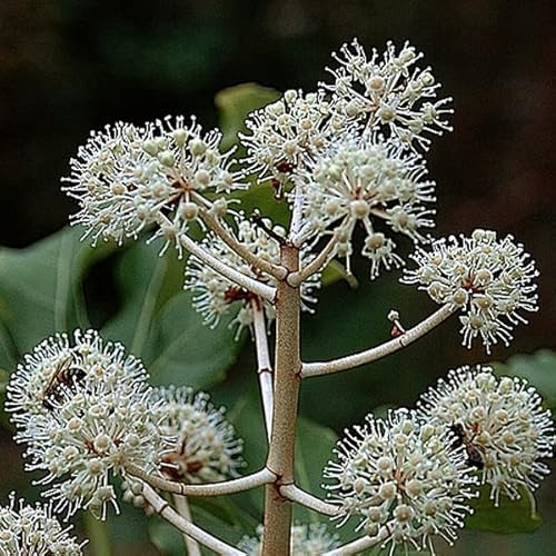 3 x Fatsia Japonica- Zimmeraralie 40-60 cm im Container - Bambus Anmut in kompakter Form
