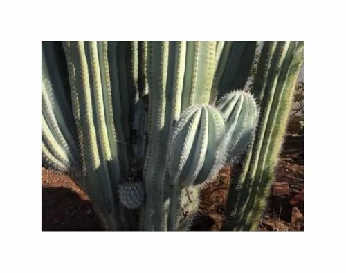 Stk - 10x Pachycereus pringlei größte Kaktus der Welt Pflanzen - Samen ID1761 - Seeds & Plants Shop by Ipsa