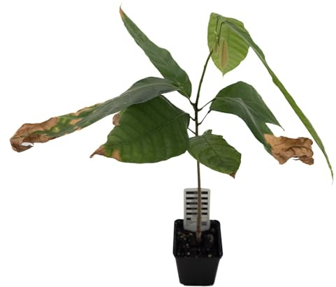 1 Árbol de cacao | Theobroma Cacao | Variedad Trinitario | Planta de cacao de semilla de Sudamérica | Rara en la UE | Planta de interior | Árbol de chocolate | Planta de cacao en grano