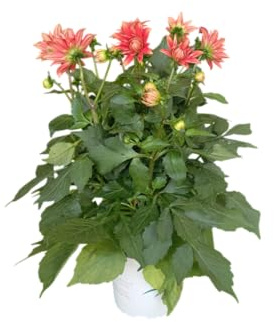 Dalia Natural – Planta con Flor de Gran Belleza parael Exterior o la Terraza