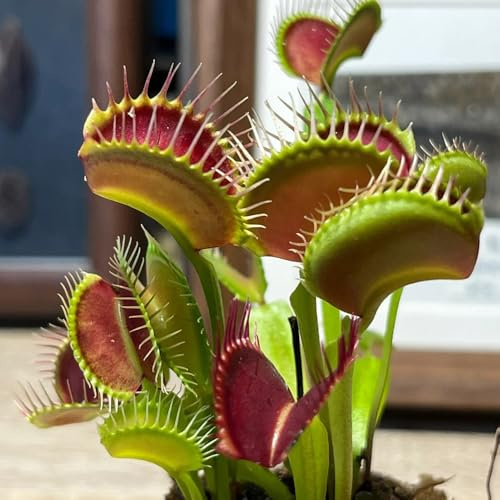 semi di Venere acchiappamosche - biologici esotiche resistenti aiuola rialzata giardino estremamente 100pcs
