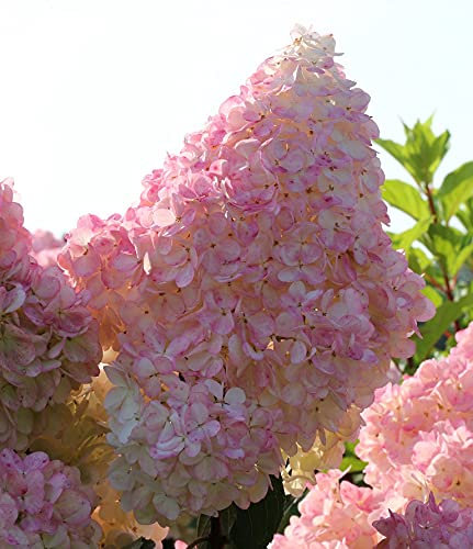 Rispen-Hortensie `Sundae Fraise´, kompakt wachsend, 40-60cm im 3L-Topf