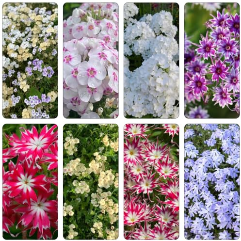 Phlox de alfombra - flox subulata prado de silvestres, siembra de otoño, perenne invernaderos balcón otoño resistentes reverdecimiento tejados comprar semillas balcón primavera hojas perennes 120pcs