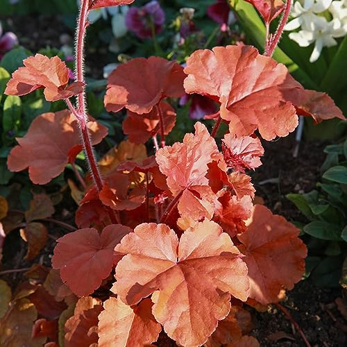 Semi di campanula viola - heuchera - interno recisi biologici vecchie varietà giardino roccioso in vaso 100pcs