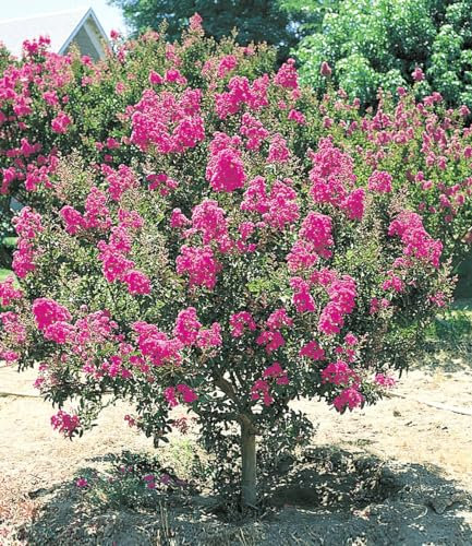BALDUR Garten Flieder des Südens, 1 Pflanze, Lagerstroemia indica Kreppmyrte winterhart, für Standort in der Sonne geeignet, blühend, sehr pflegeleicht und resistent gegen Krankheiten