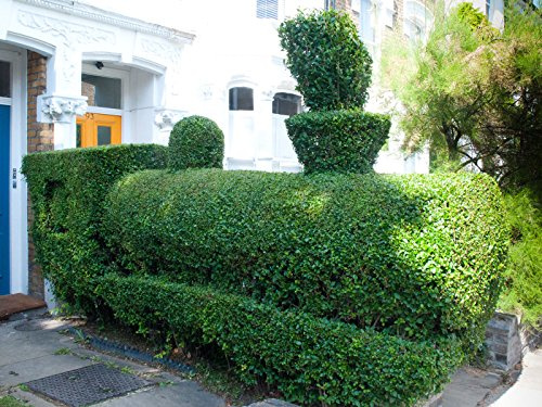 Ligustro Arbusto, Ligustrum vulgare, 150 halb (Hardy, Veloce, Kartoffel, Hecke)