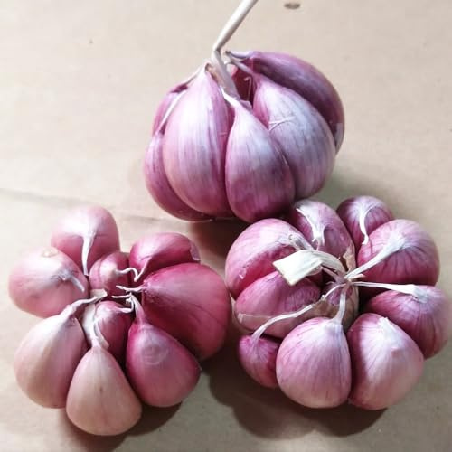KnoblauchSamen-Pflanzknoblauch,geschenke für gartenliebhaber zimmerPflanzensamen,winterhartePflanzengarten 350pcs