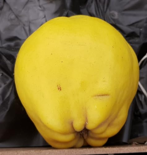 Cydonia oblonga 'Angers' / Cognassier d'Angers/Conteneur de 7 à 10 litres/Fruitier