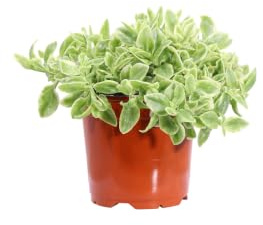 Pianta di Aptenia Cordifolia Variegata pianta da esterno pianta da fiore pianta ornamentale pianta vera venduta da eGarden.store